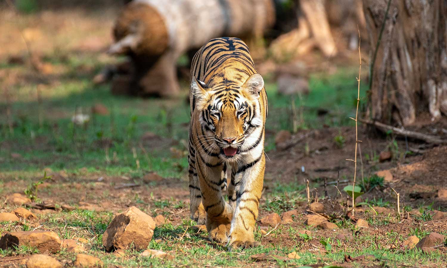 A dominant male tiger walking a forest track at dusk in Tipeshwar Wildlife Sanctuary
