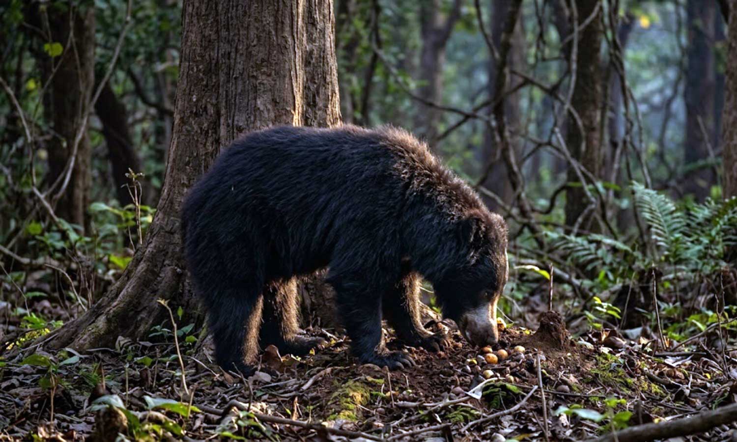 A sloth bear foraging at dawn in Tipeshwar Wildlife Sanctuary, its shaggy coat and chest marking visible