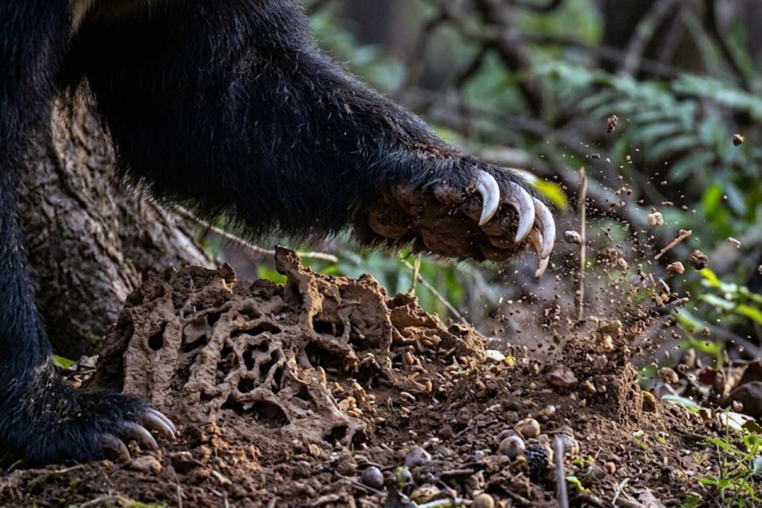 A sloth bear's long curved claws opening a termite mound in Tipeshwar Wildlife Sanctuary