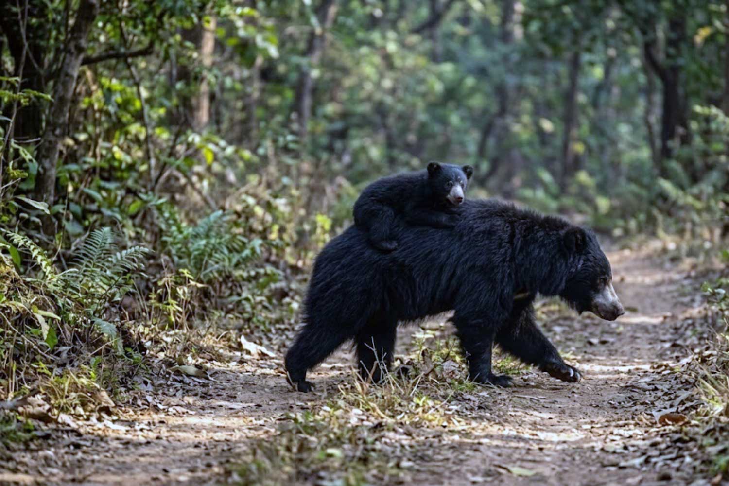 A sloth bear mother carrying a cub on her back in Tipeshwar Wildlife Sanctuary