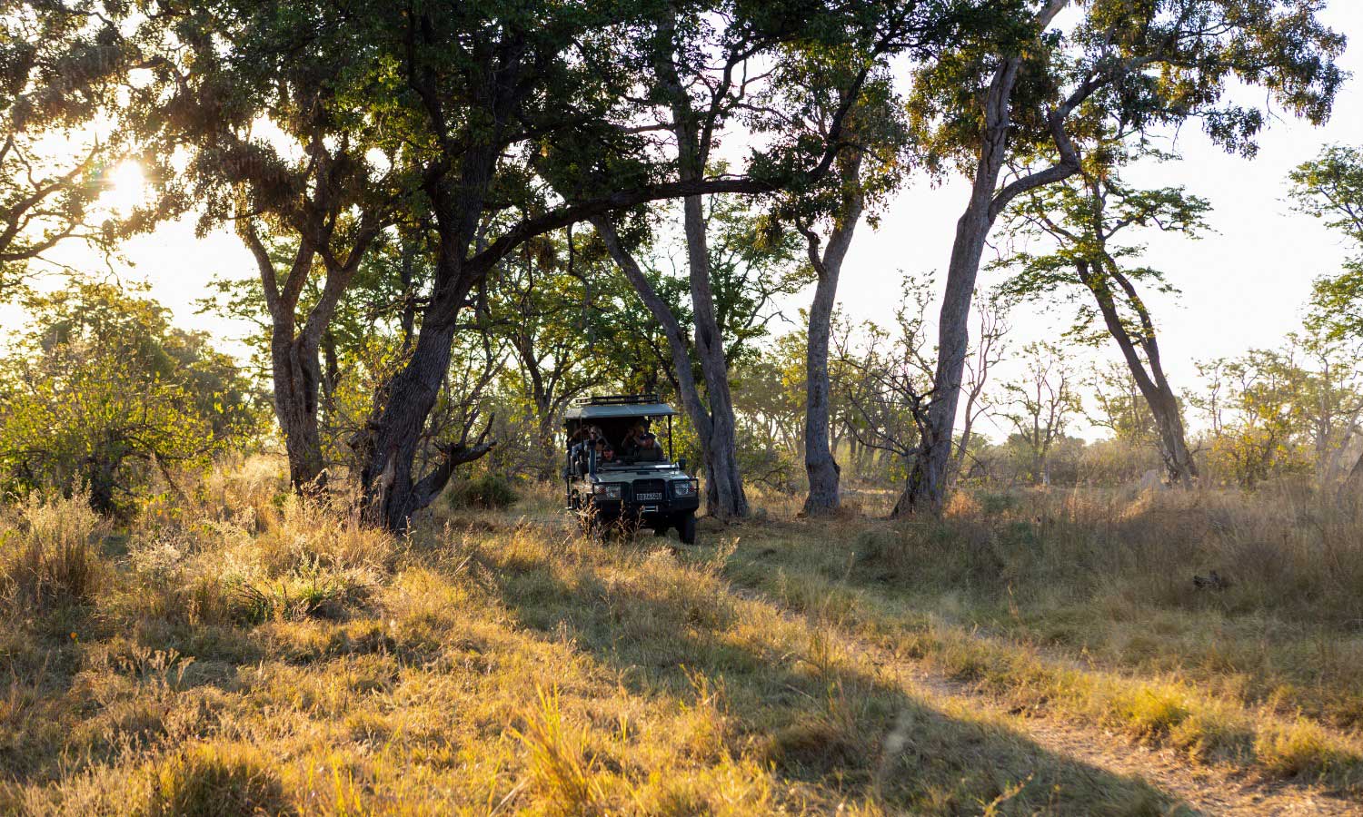 The Safari Jam Problem: Why Some Parks Are Capping Vehicles (and What It Means for You)