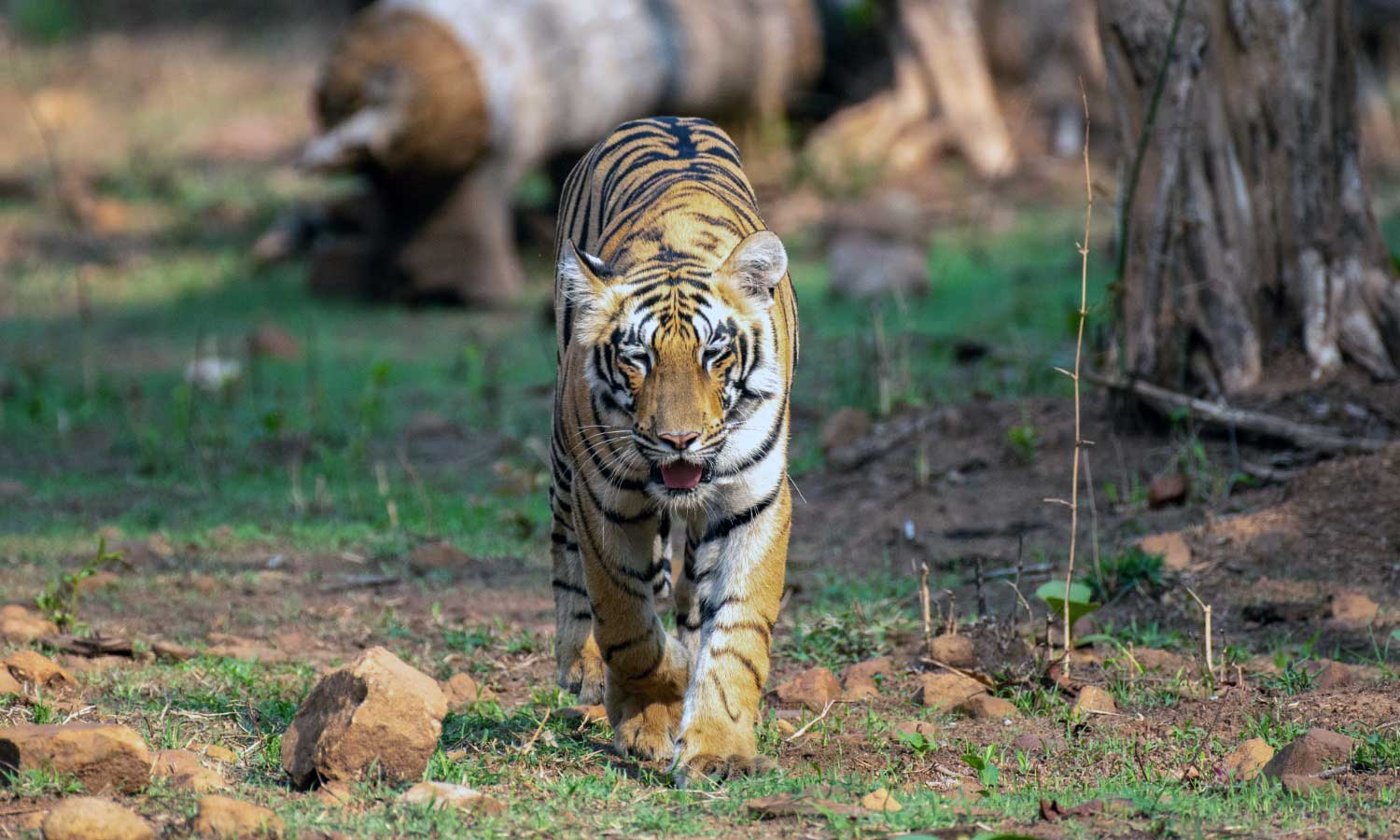 A Bengal tiger walking through the forest