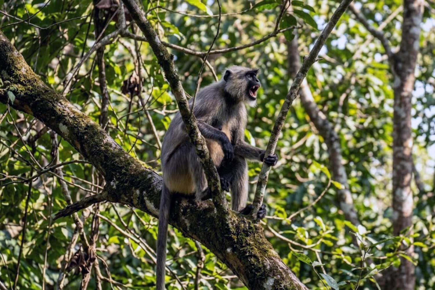 A langur monkey giving an alarm call from a treetop in Tipeshwar Wildlife Sanctuary