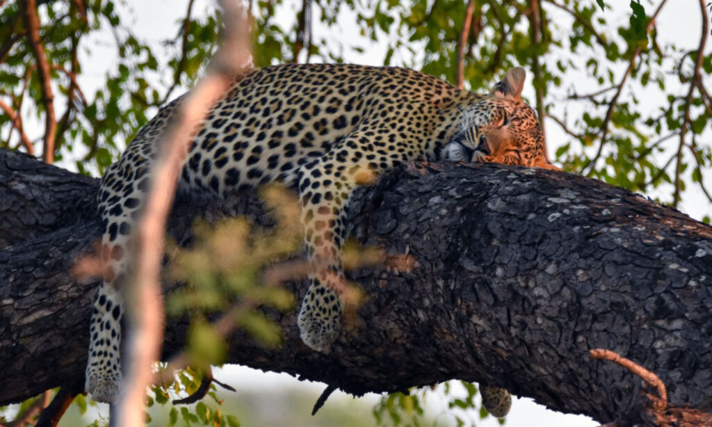 An Indian leopard resting camouflaged on a tree branch, illustrating how difficult the species is to spot