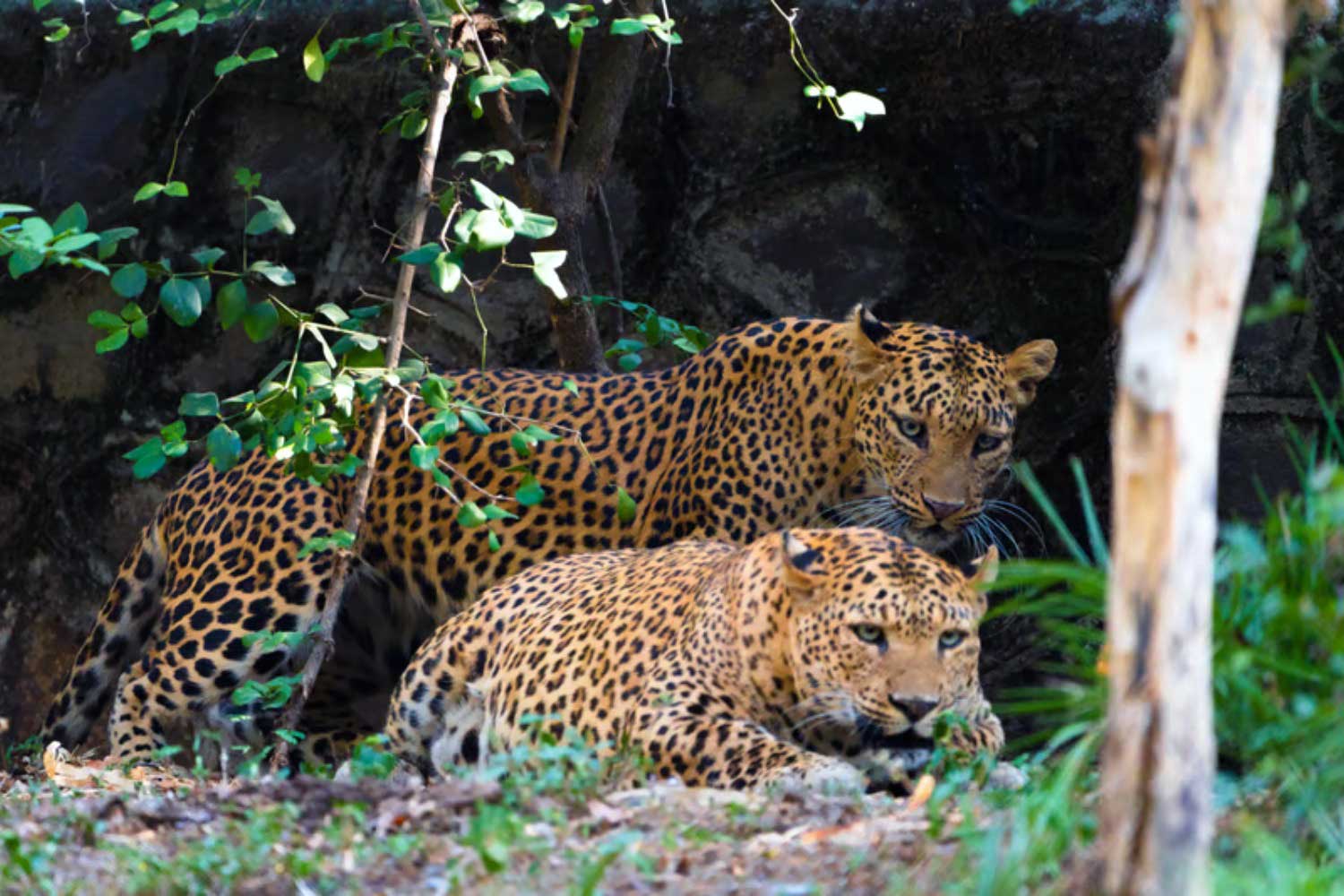 Two leopards resting in a dense forest