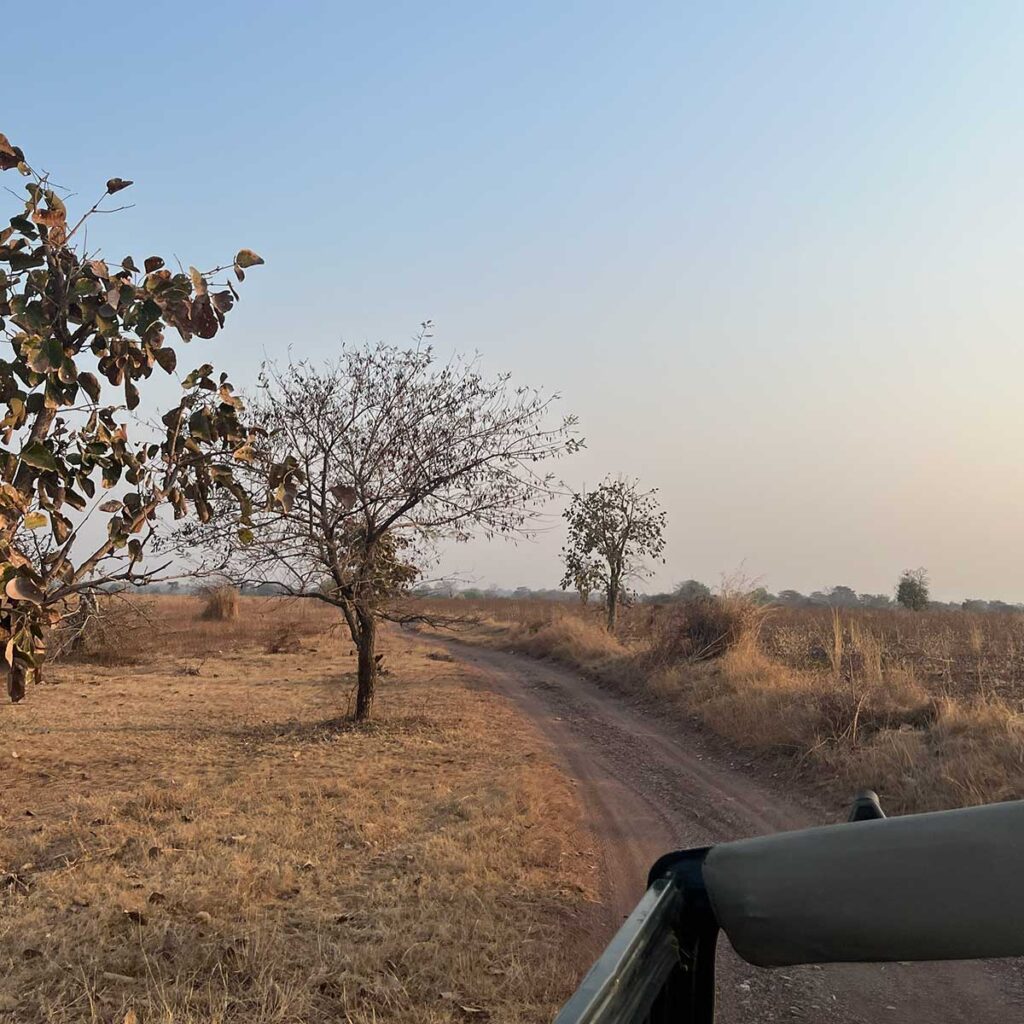 off road jungle trail in Indian wildlife safari tour