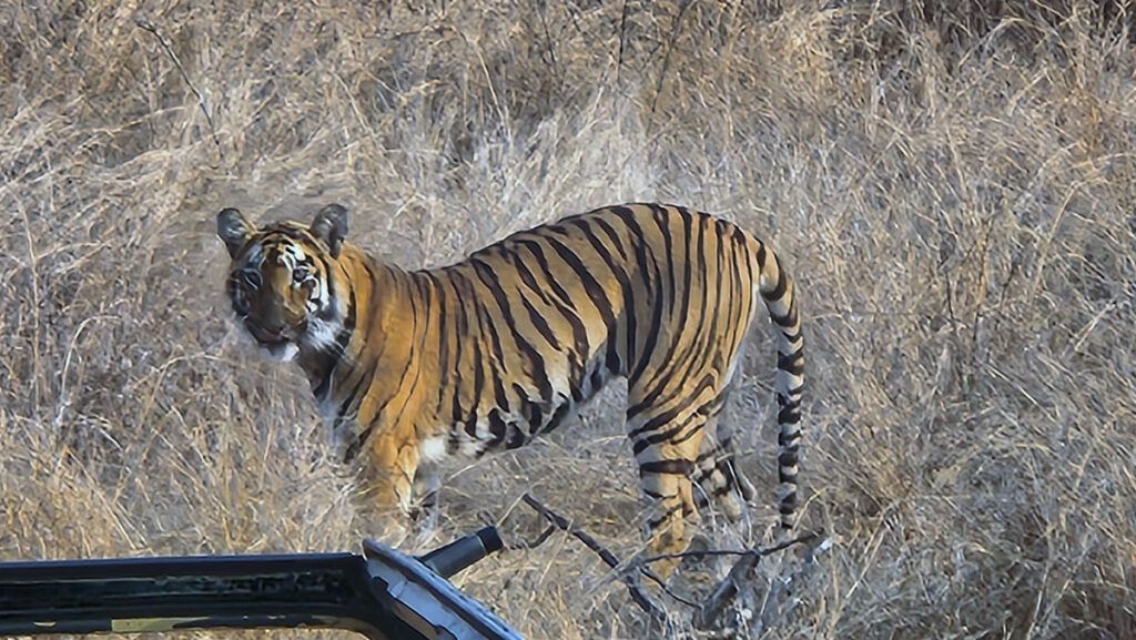 tipeshwar tiger reserve