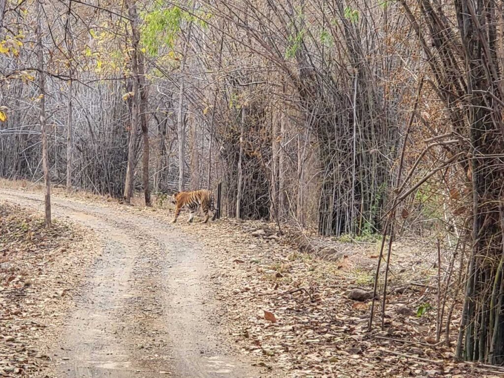 Royal Bengal Tiger walking jungle trail Tipeshwar Wildlife Sanctuary Maharashtra